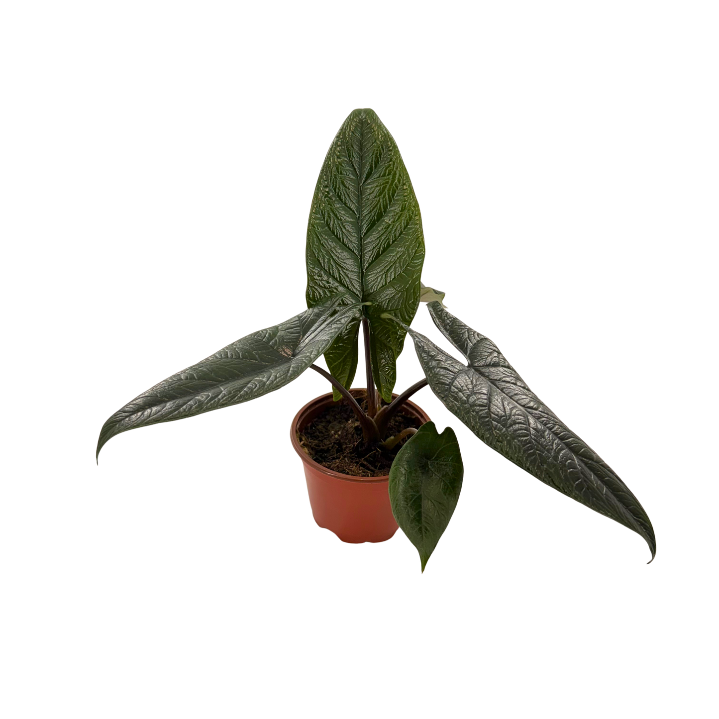 4” Alocasia Scalprum