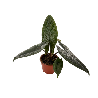 4” Alocasia Scalprum