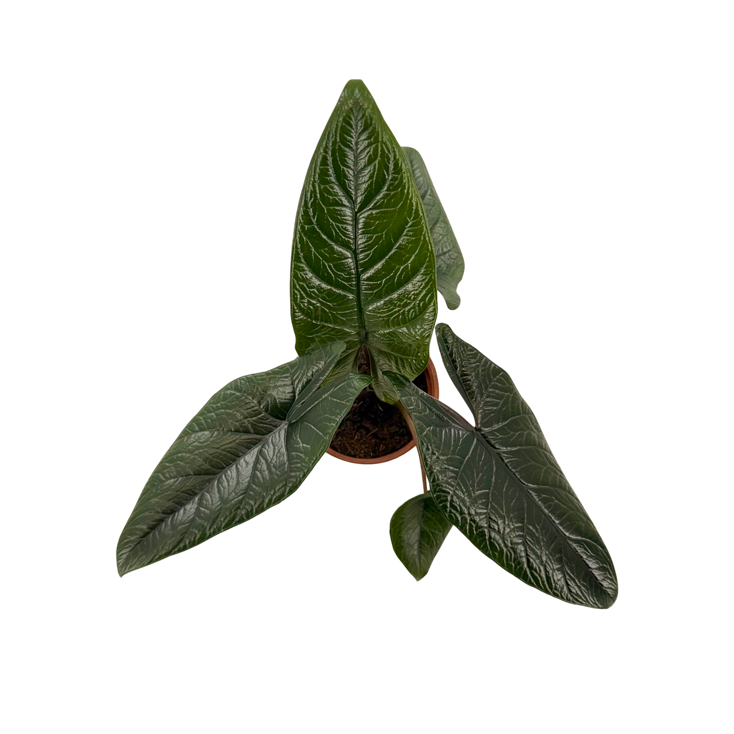 4” Alocasia Scalprum