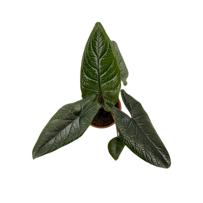 4” Alocasia Scalprum
