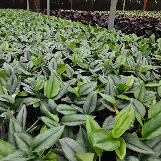 4” Scindapsus Treubii Moonlight