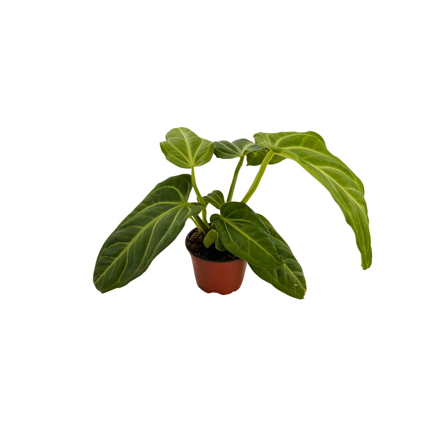 4" Anthurium Villenaorum