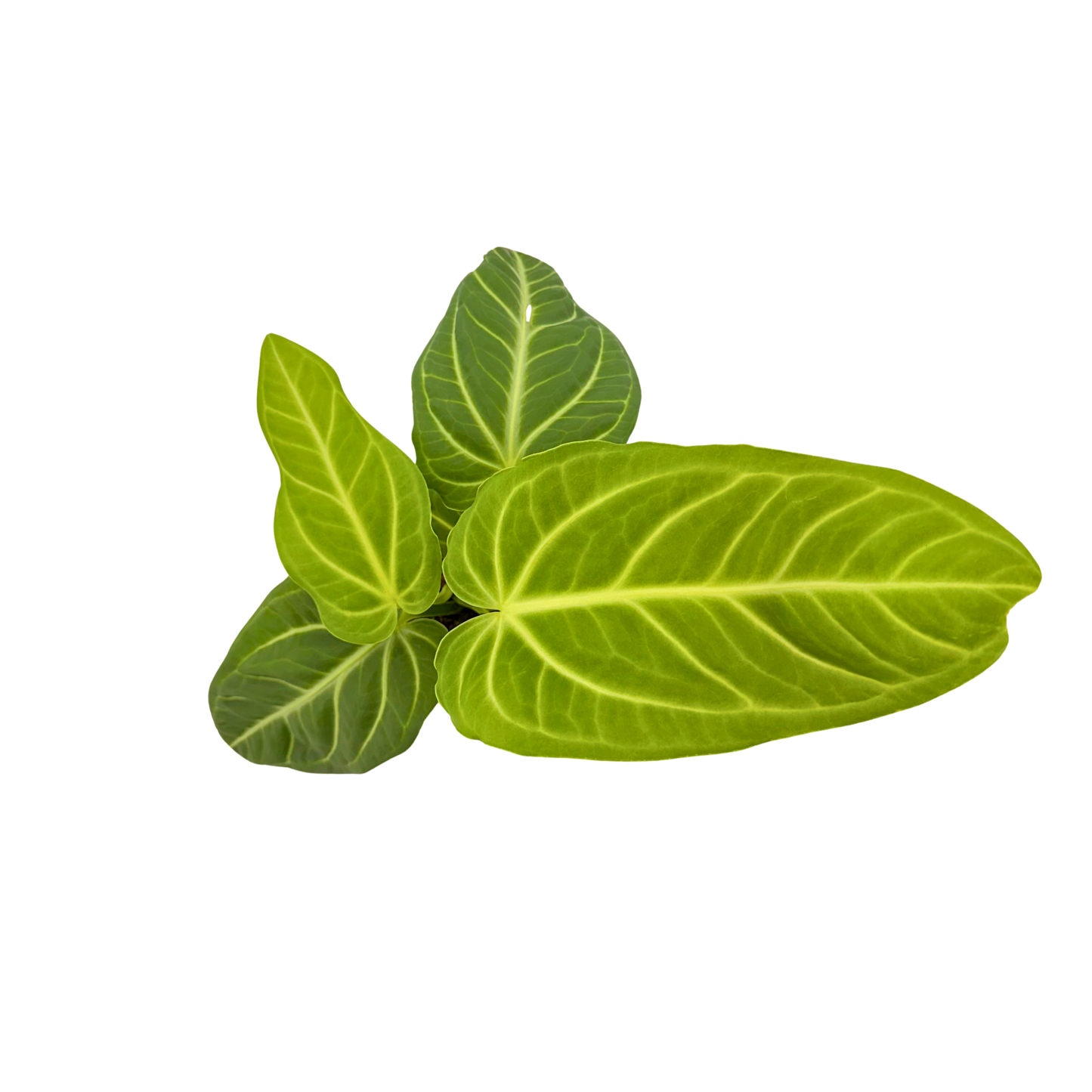 4" Anthurium Villenaorum