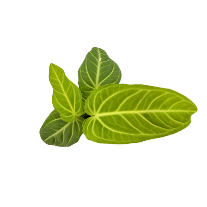 4" Anthurium Villenaorum