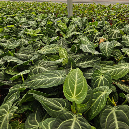 4" Anthurium Villenaorum