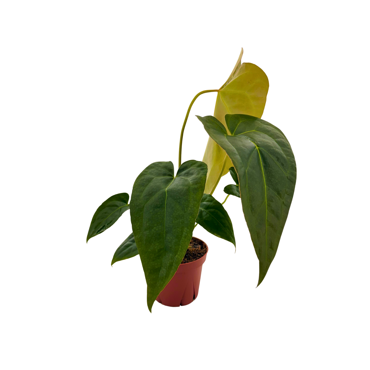 4" Anthurium Red Crystal X Crystallinum