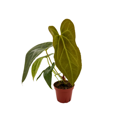 4" Anthurium Red Crystal X Crystallinum