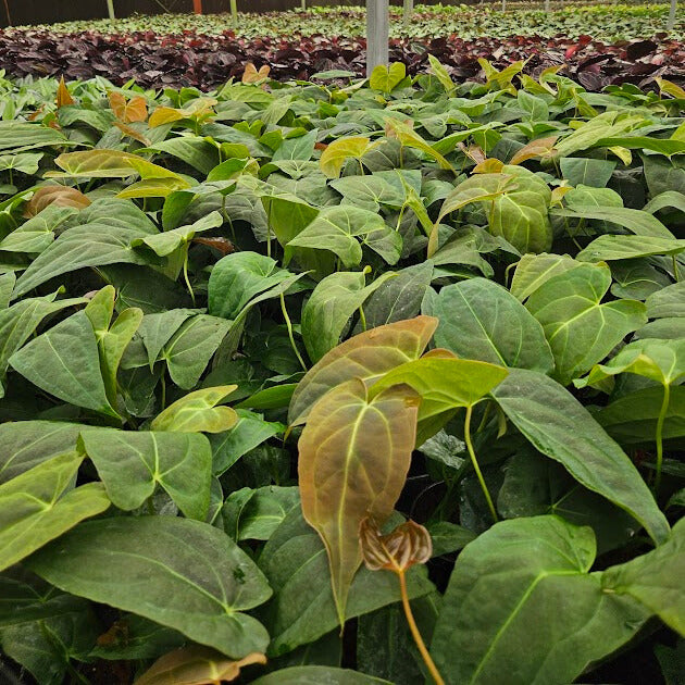 4" Anthurium Red Crystal X Crystallinum