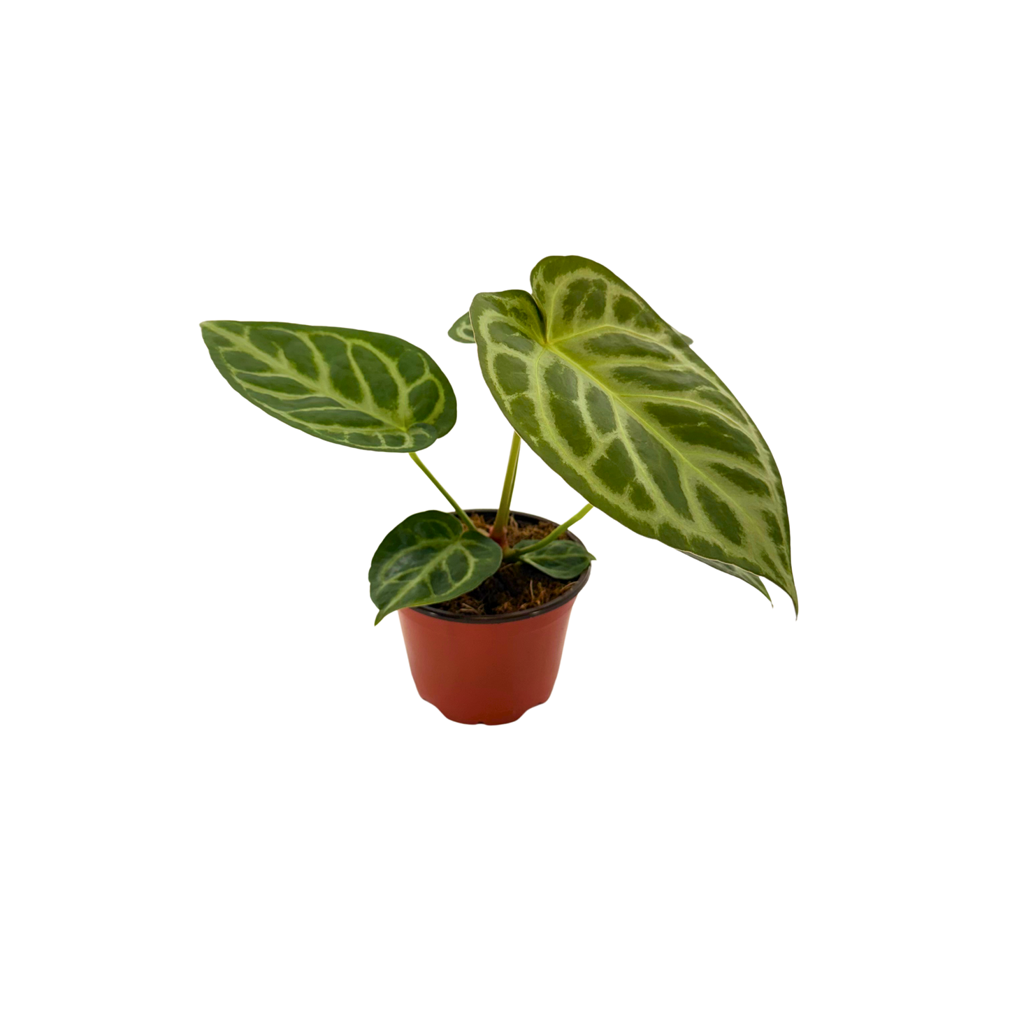 4" Anthurium Dorayaki