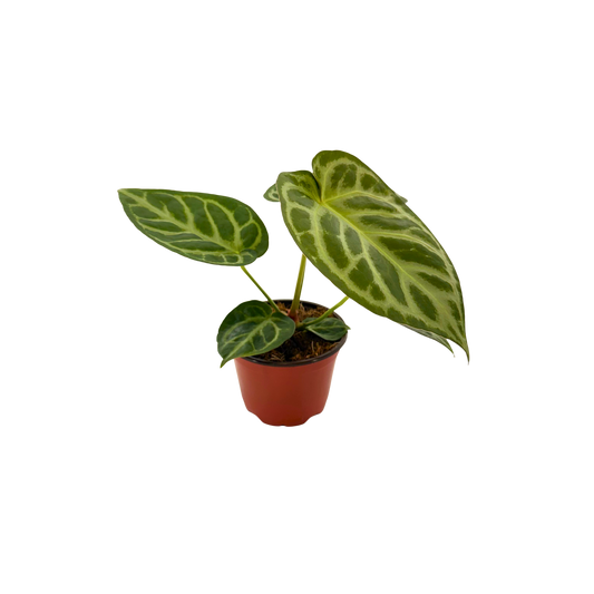 4" Anthurium Dorayaki