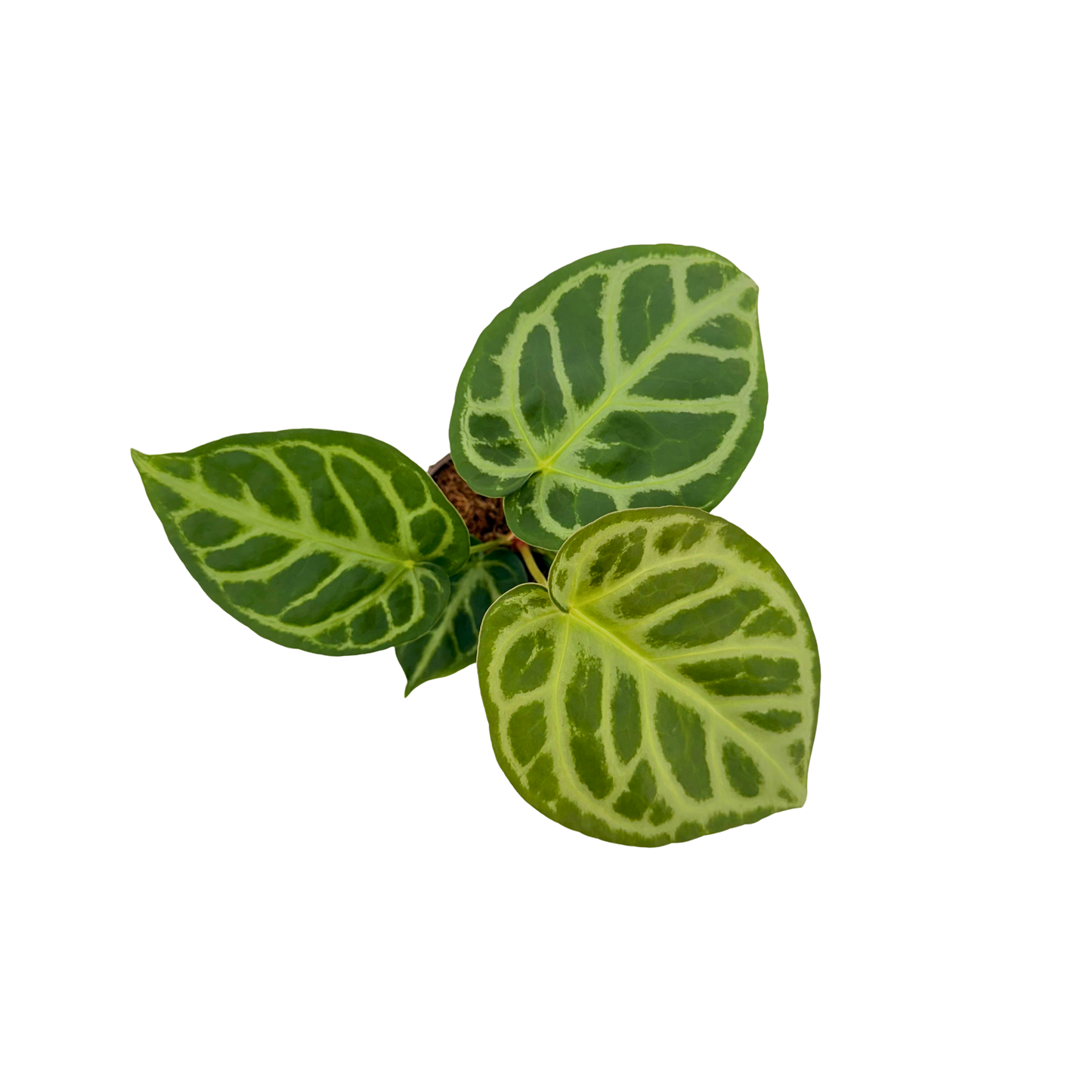 4" Anthurium Dorayaki