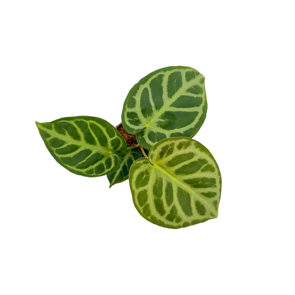 4" Anthurium Dorayaki