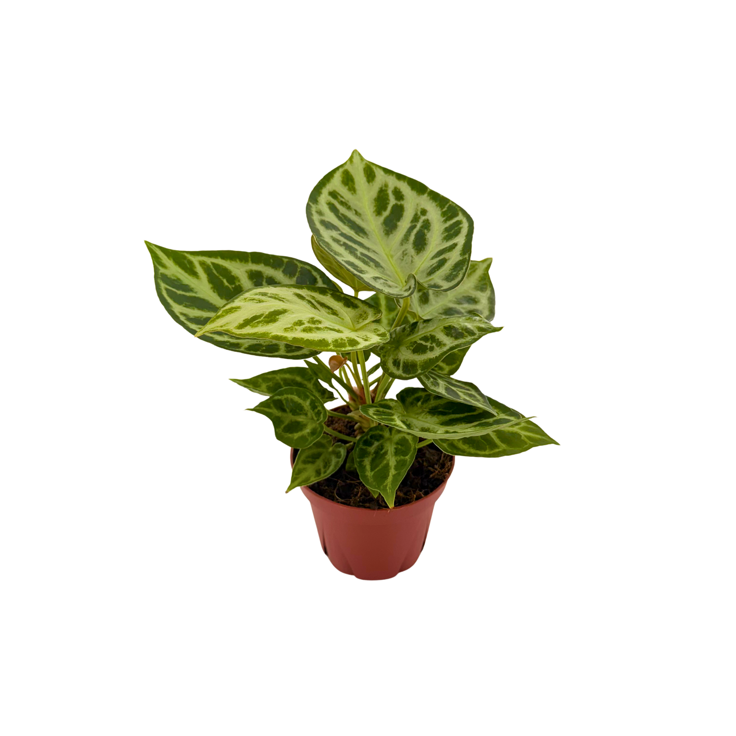 4" Anthurium Dorayaki X Silver Blush