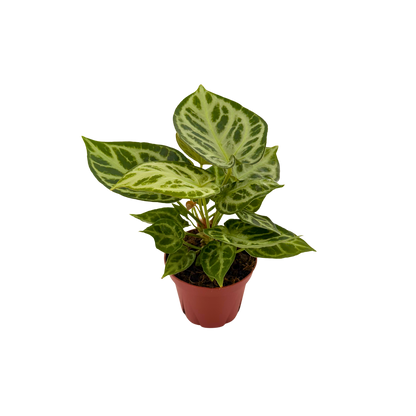 4" Anthurium Dorayaki X Silver Blush