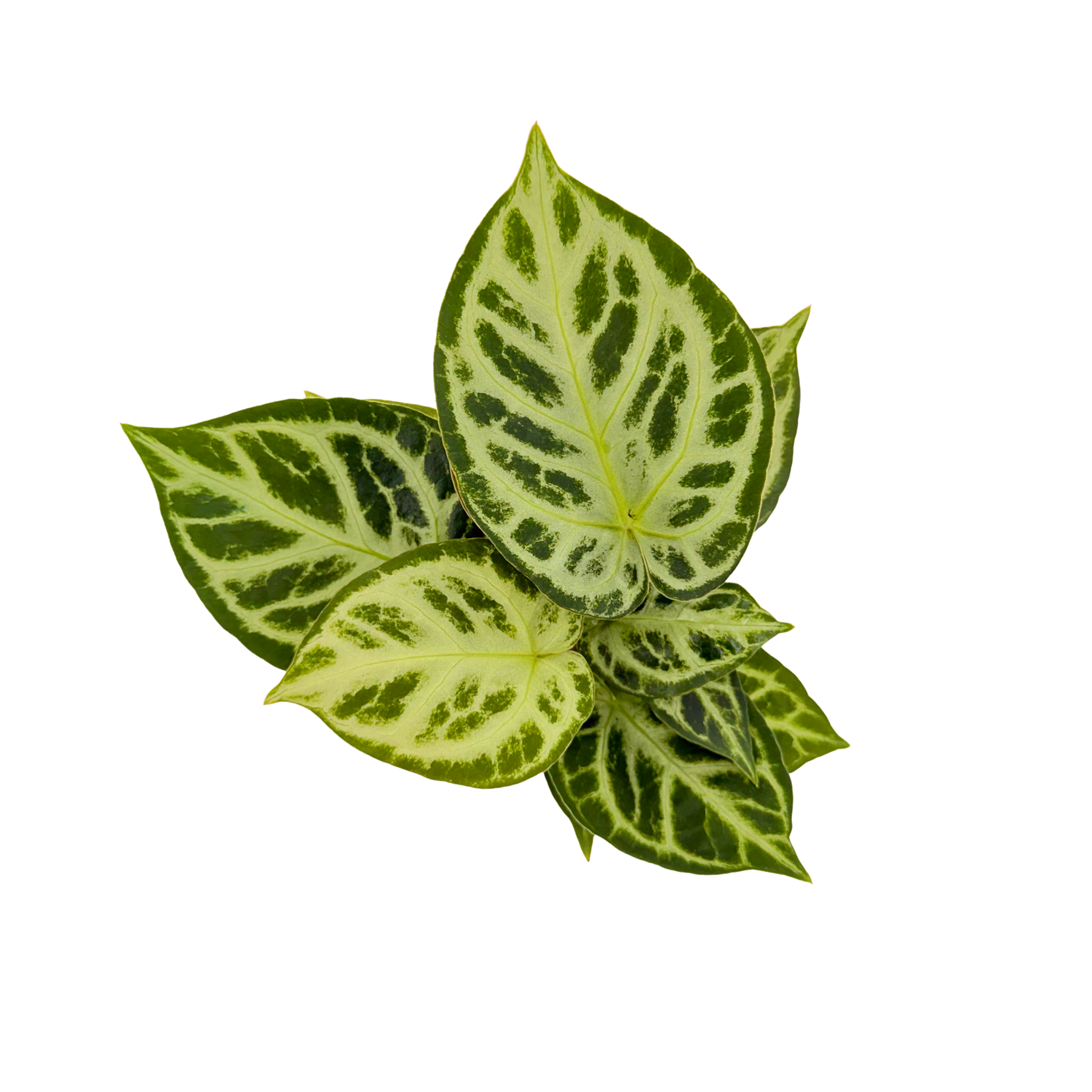 4" Anthurium Dorayaki X Silver Blush