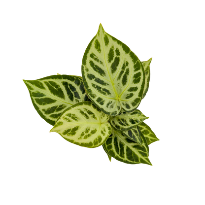 4" Anthurium Dorayaki X Silver Blush