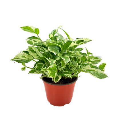6” Pothos N Joy