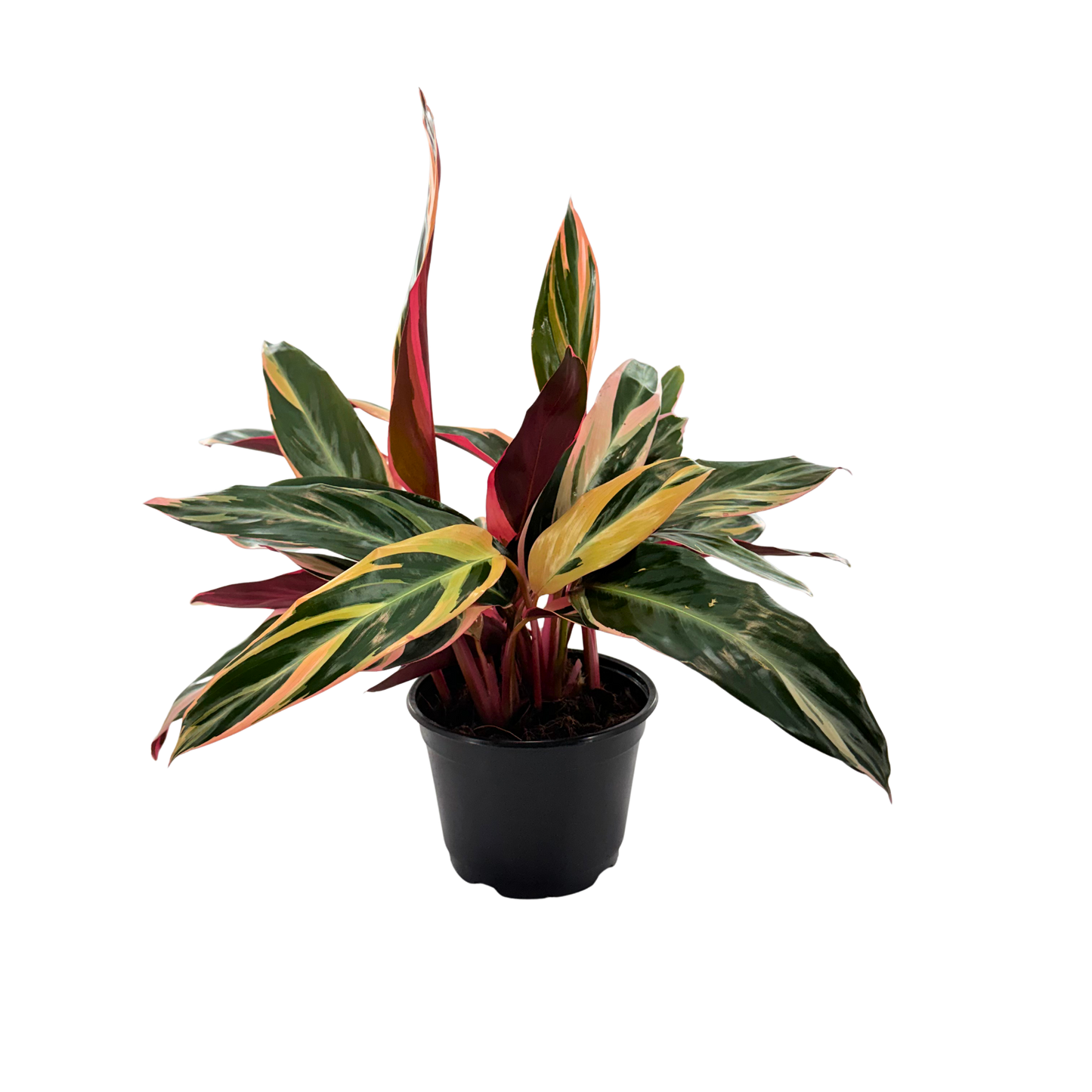 6” Stromanthe Triostar