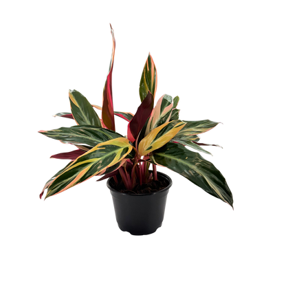 6” Stromanthe Triostar