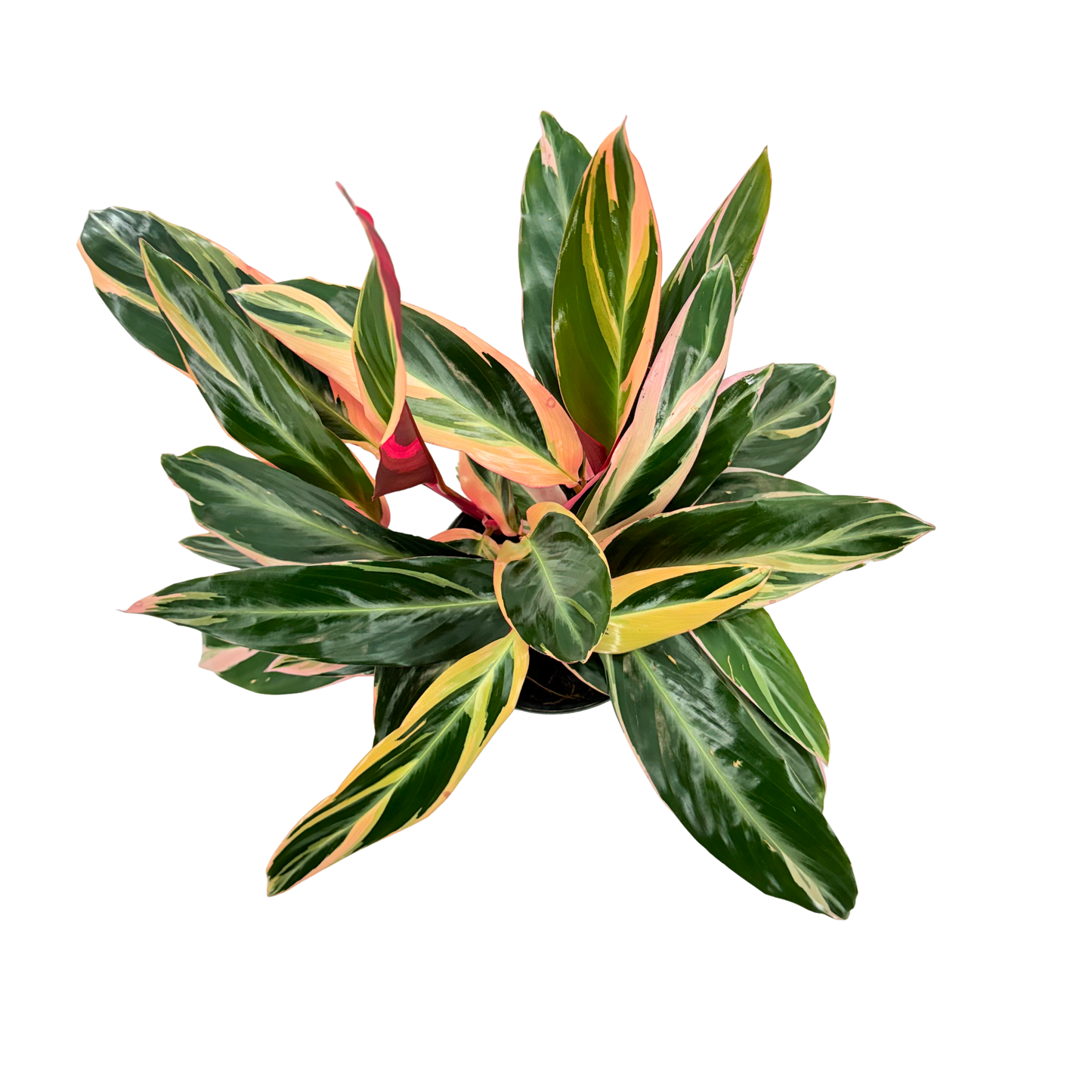 6” Stromanthe Triostar
