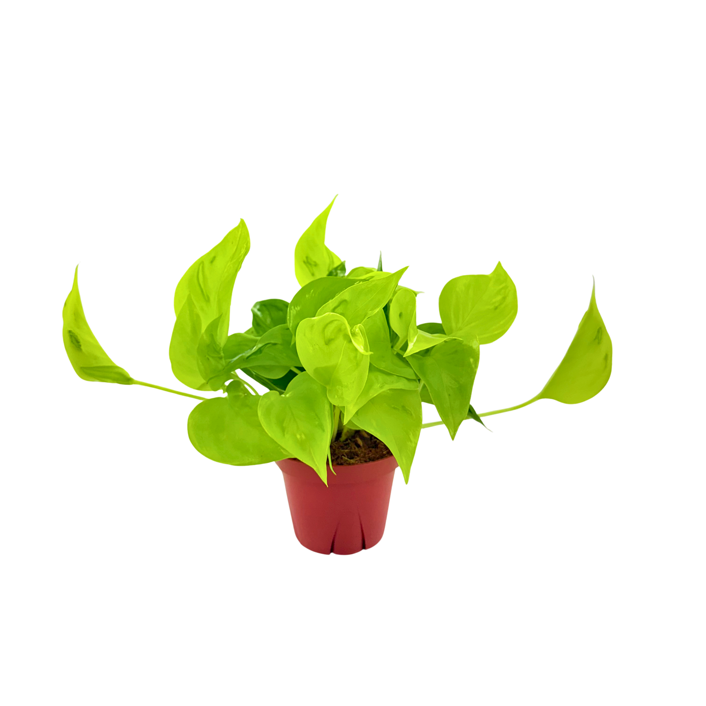 4” Pothos Sao Paulo (PP37025)