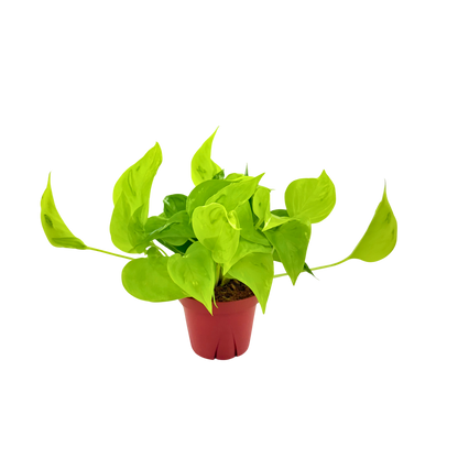 4” Pothos Sao Paulo (PP37025)