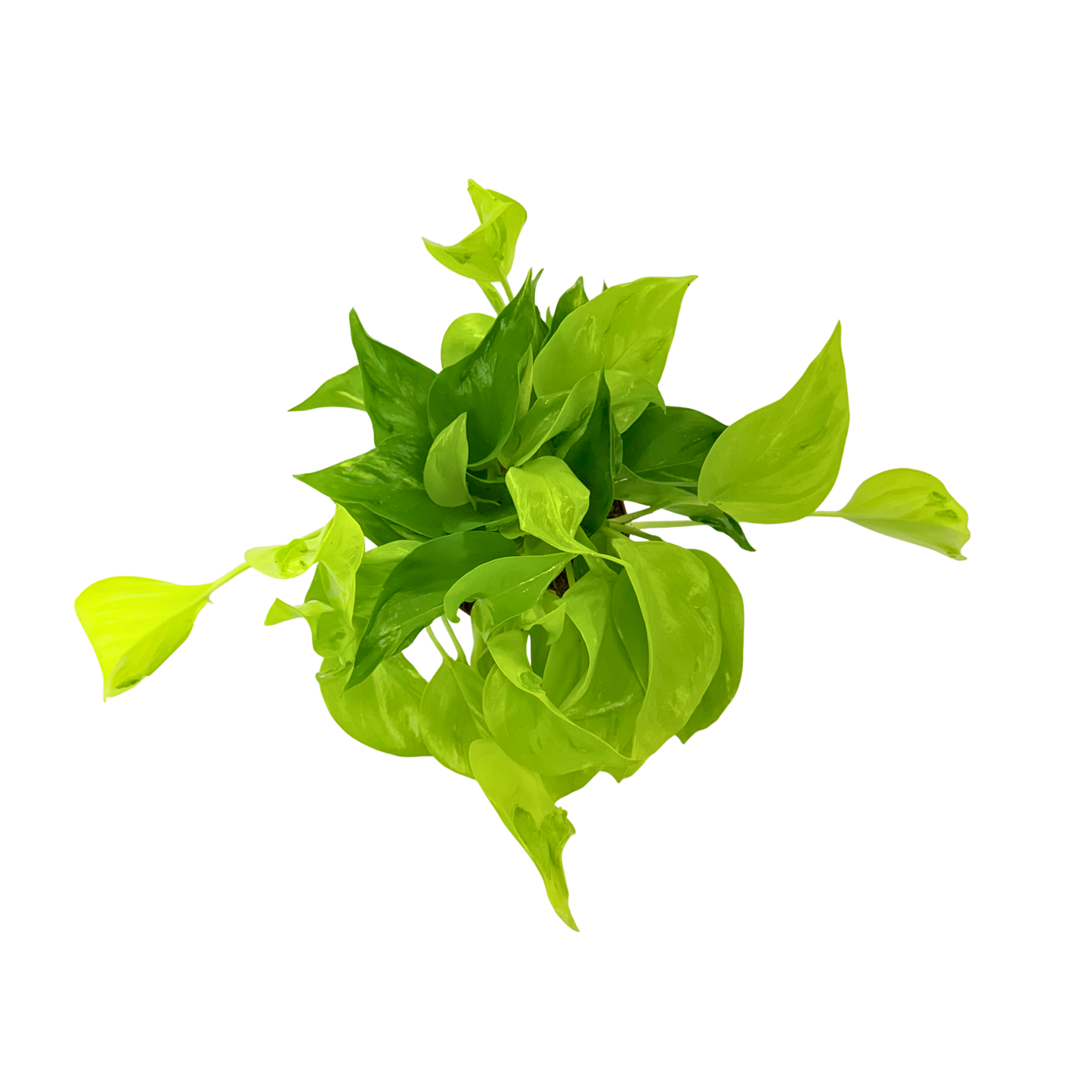 4” Pothos Sao Paulo (PP37025)