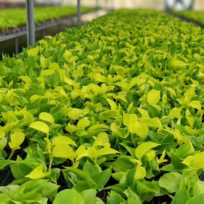 4” Pothos Sao Paulo (PP37025)