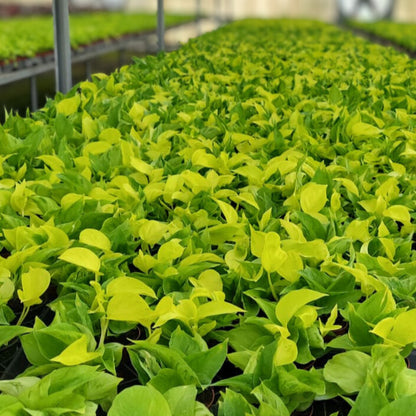 4” Pothos Sao Paulo (PP37025)