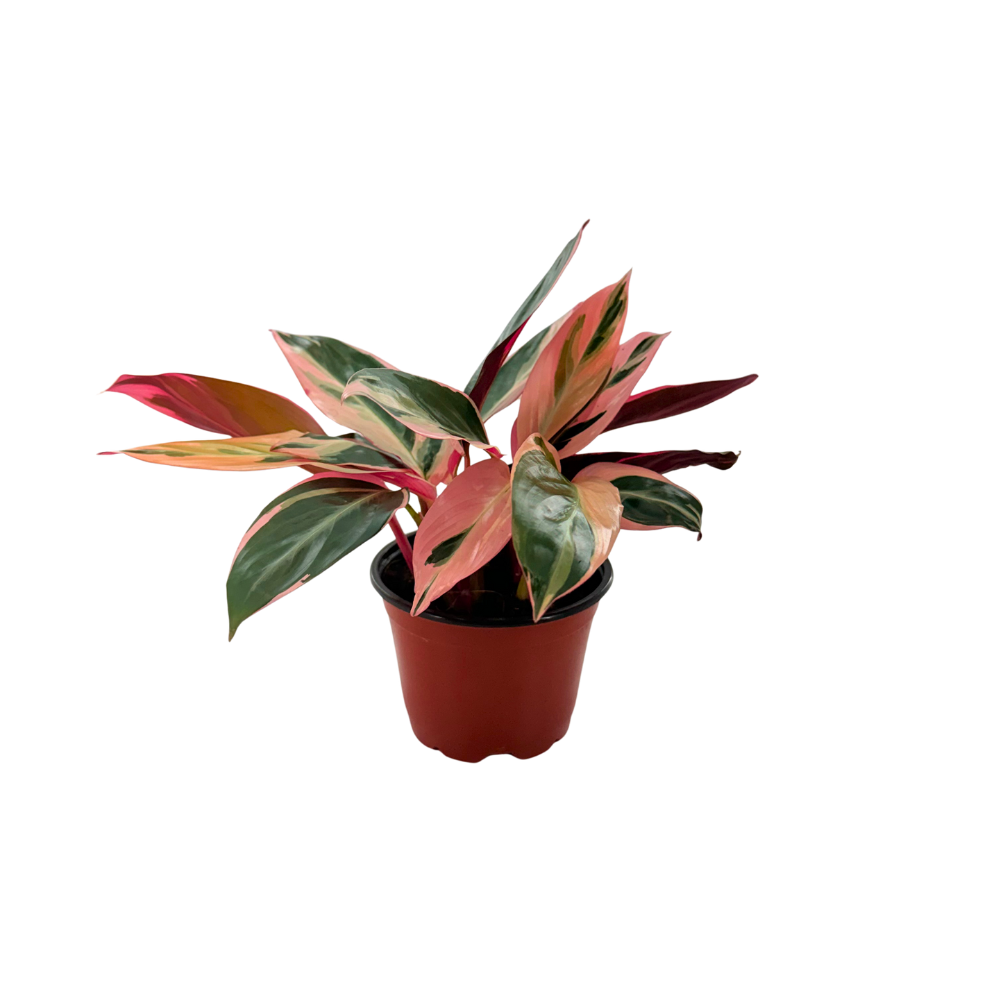 4” Stromante Triostar