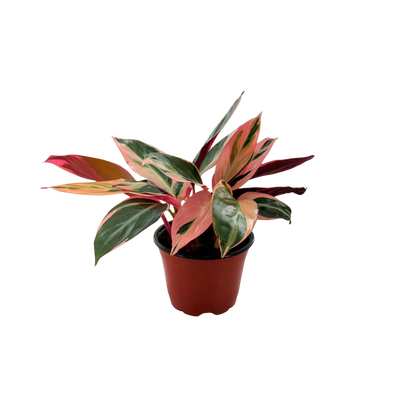 4” Stromante Triostar