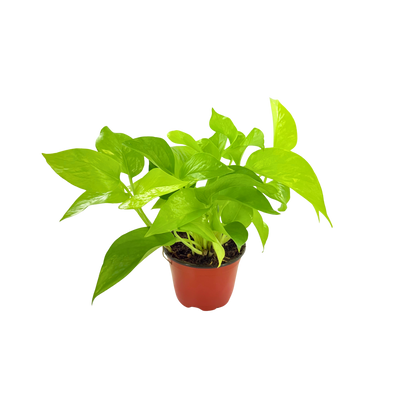 4” Pothos Neon