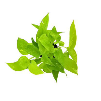 4” Pothos Neon