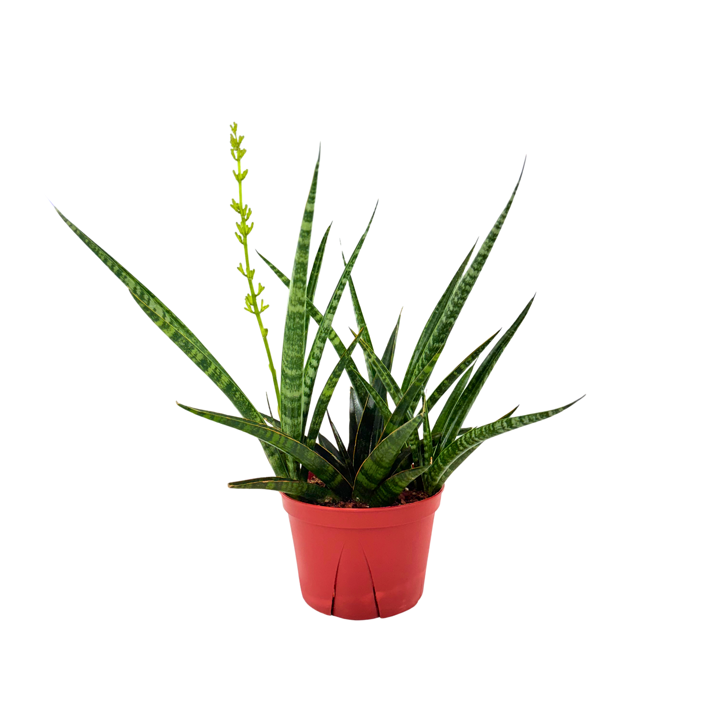 6" Sansevieria Tiger Crown