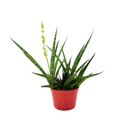6" Sansevieria Tiger Crown