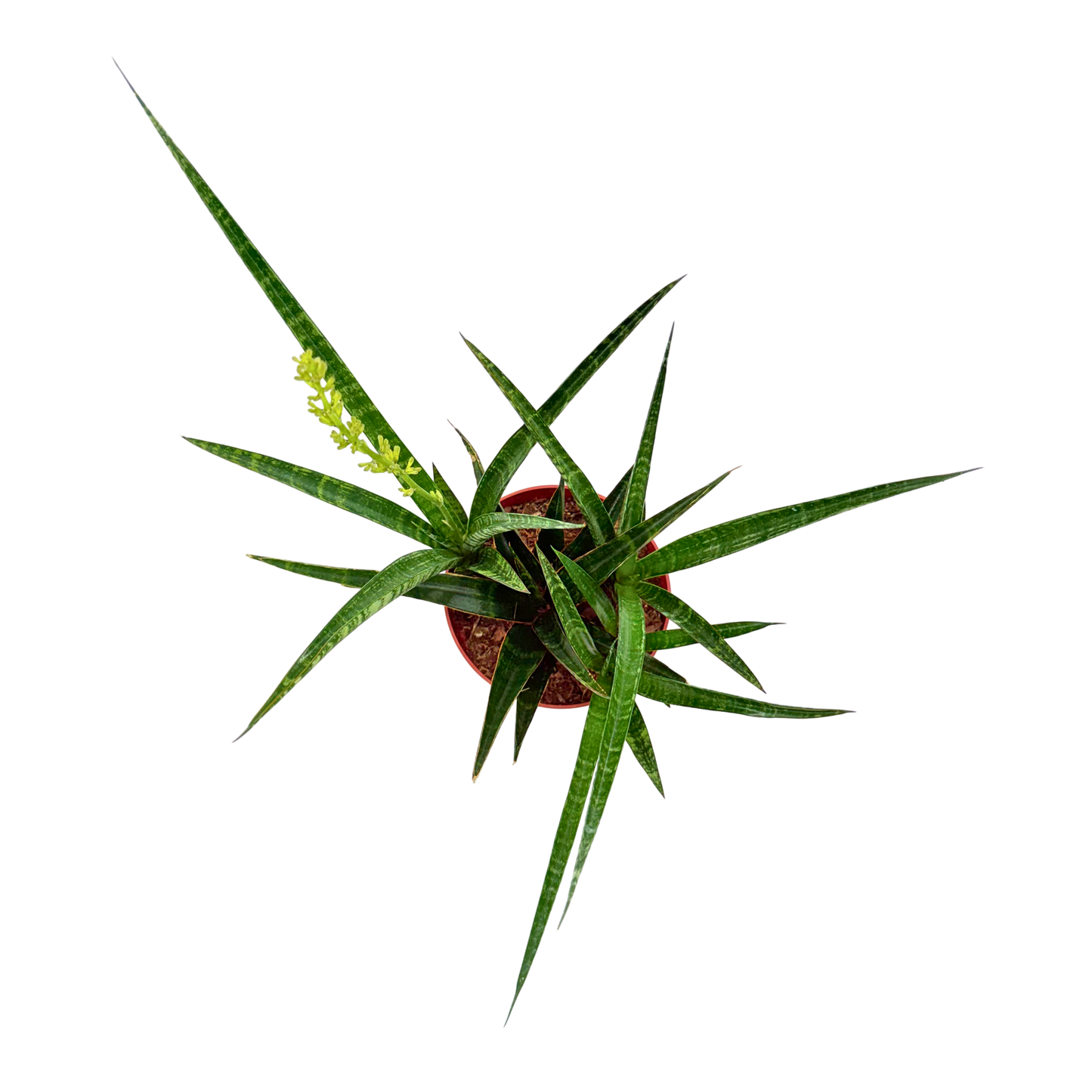 6" Sansevieria Tiger Crown