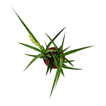 6" Sansevieria Tiger Crown