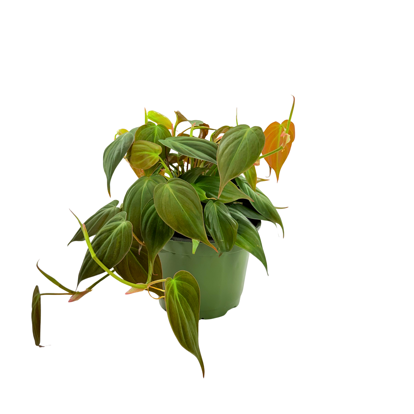 6" Philodendron Mican