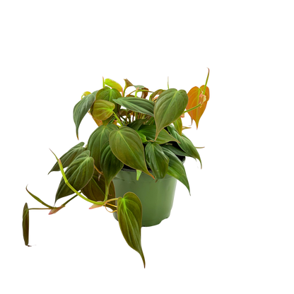 6" Philodendron Mican