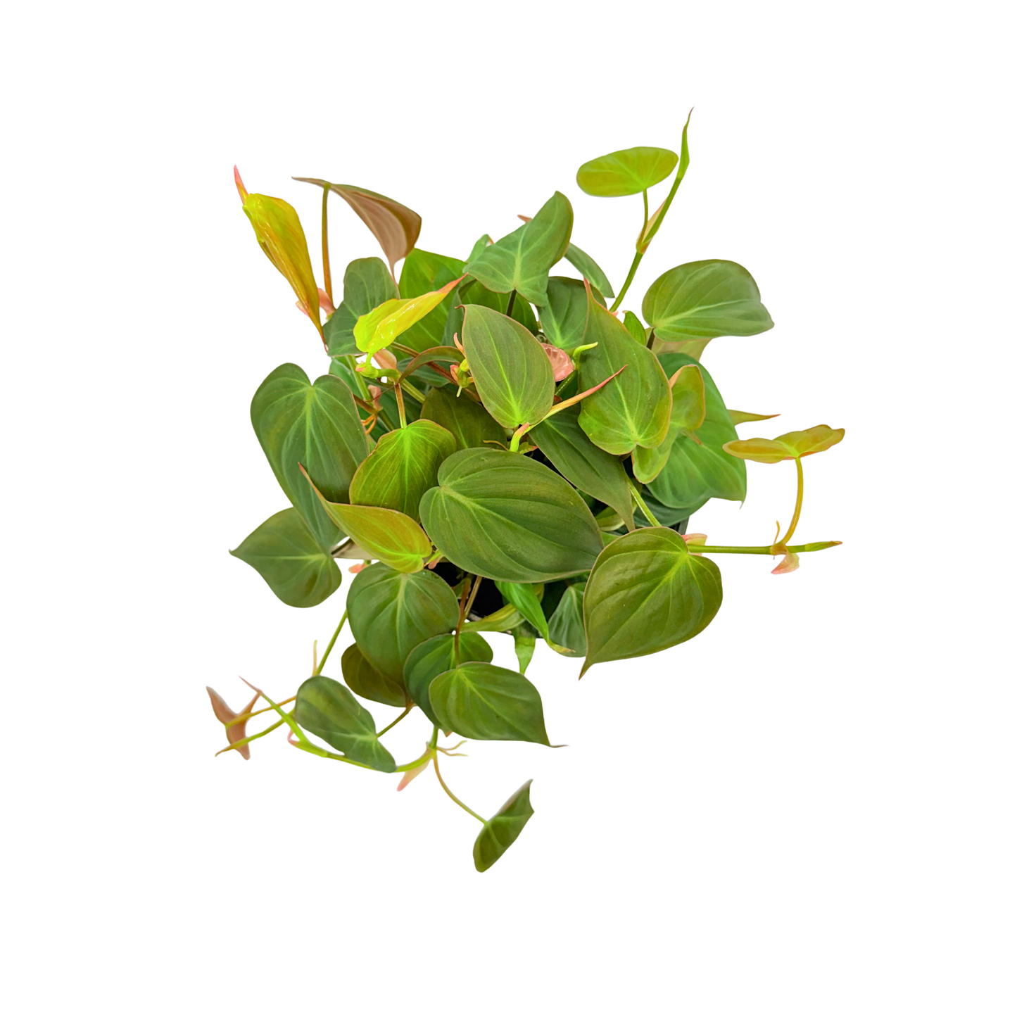 6" Philodendron Mican