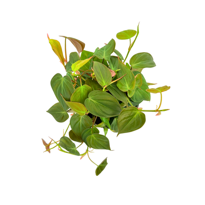 6" Philodendron Mican