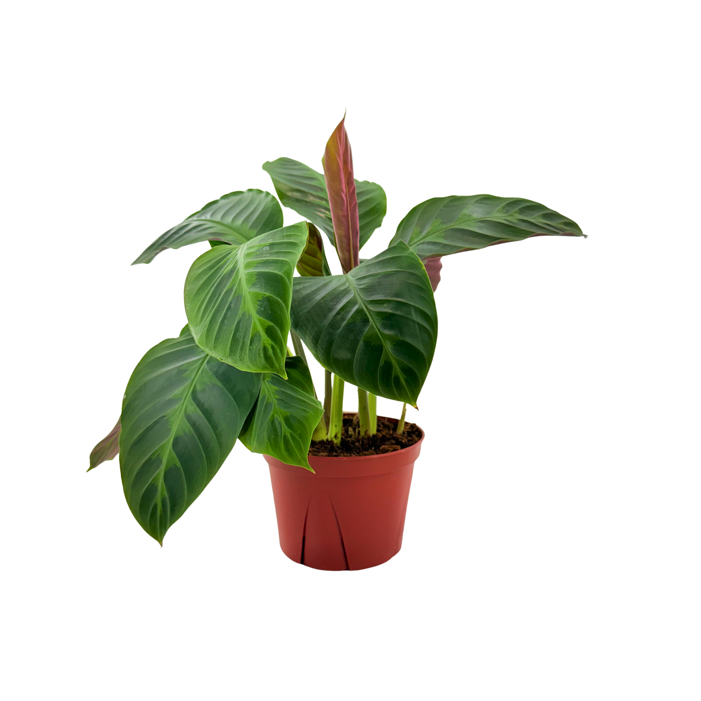 6” Calathea Warscewizzi