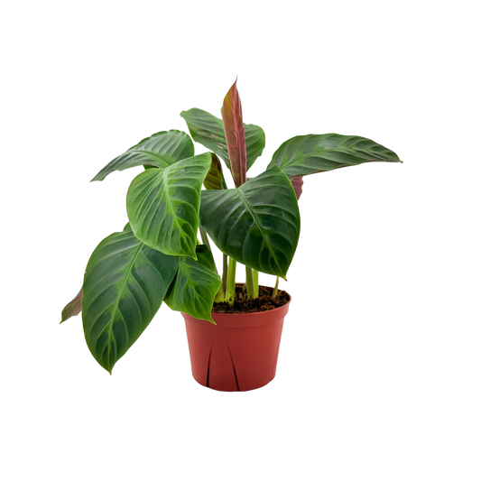 6” Calathea Warscewizzi