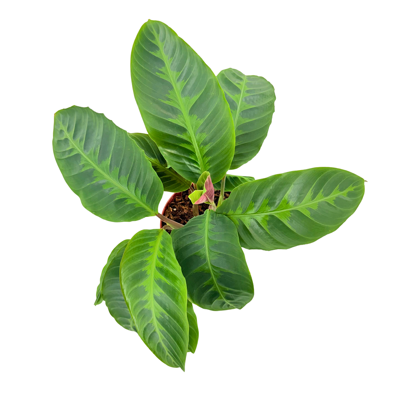 6” Calathea Warscewizzi