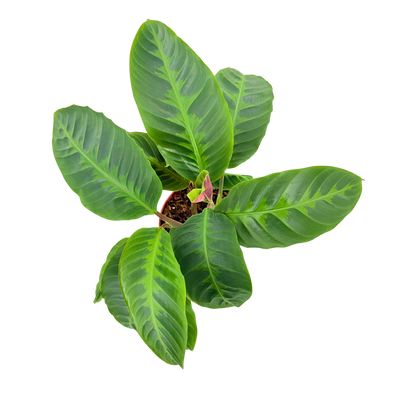 6” Calathea Warscewizzi