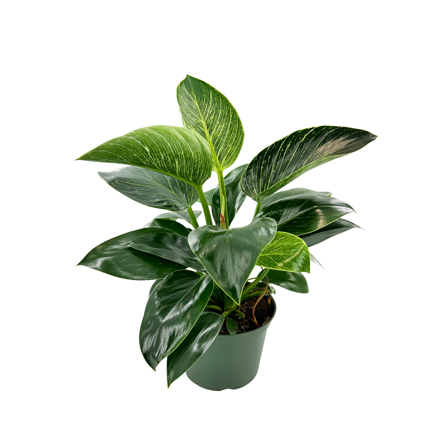 6" Philodendron Birkin