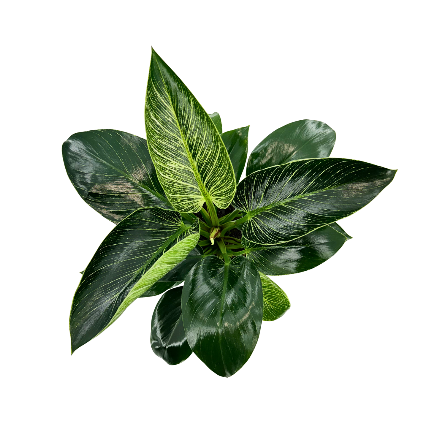 6" Philodendron Birkin