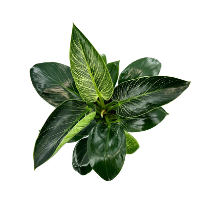 6" Philodendron Birkin