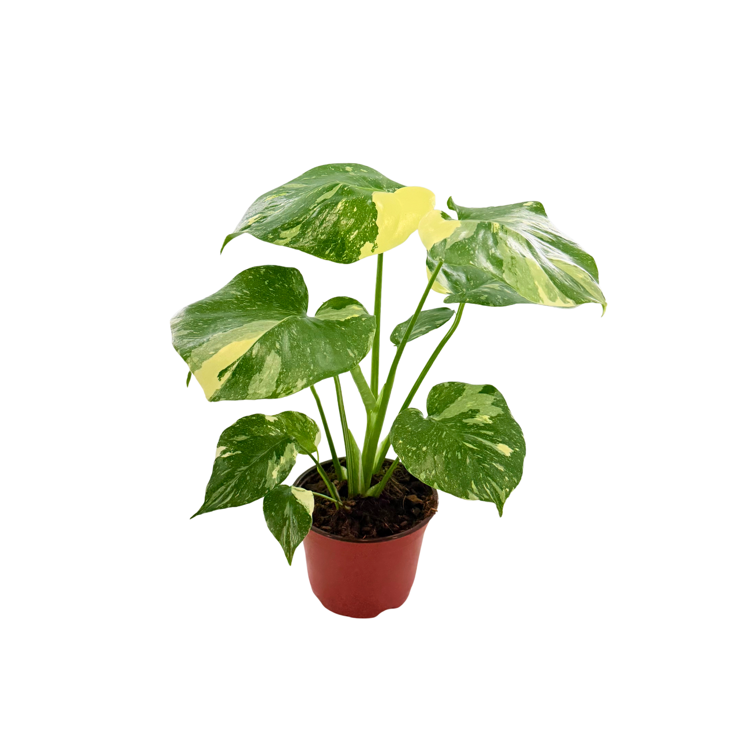 6" Monstera Thai Constellation