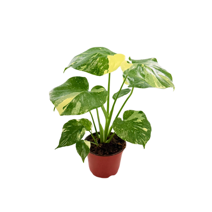 6" Monstera Thai Constellation